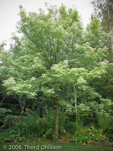 Acer negeundo 'Flamingo'